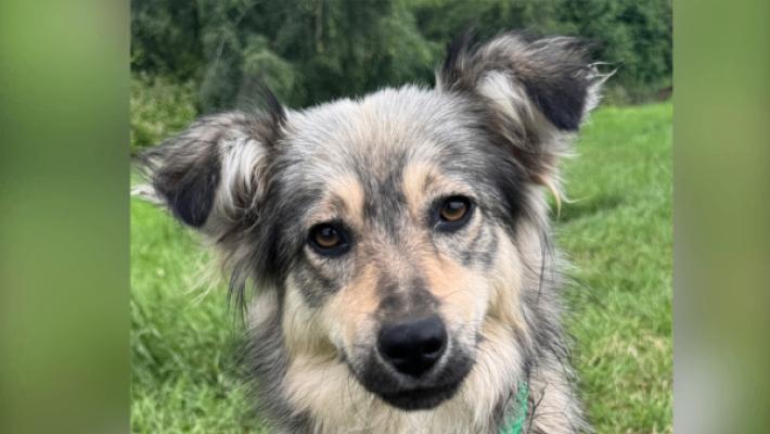 Kaya
