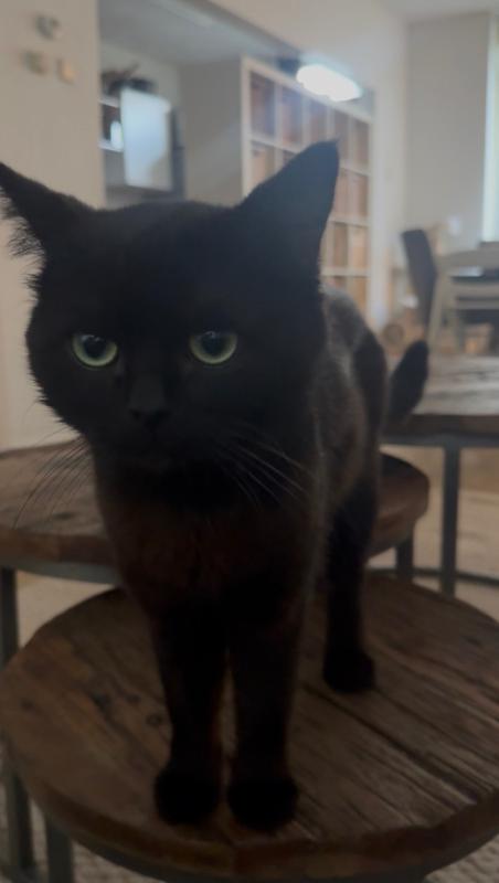Coco
