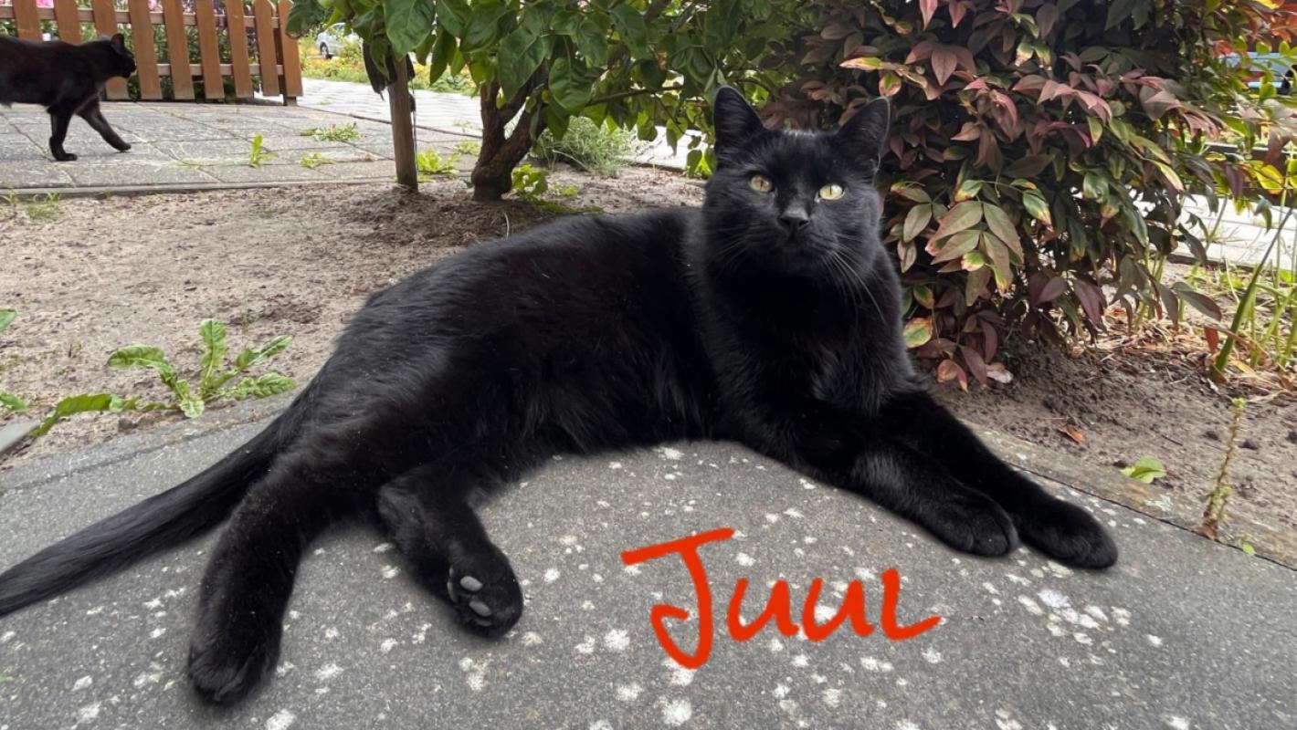 Juul