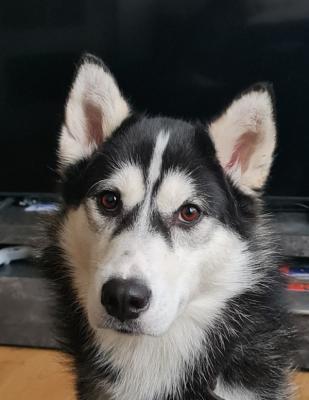Fenrir Shadow