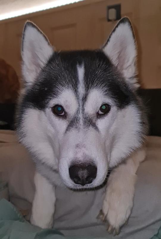 Fenrir Shadow