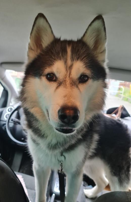 Fenrir Shadow