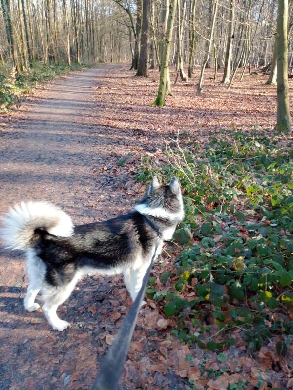 Fenrir Shadow