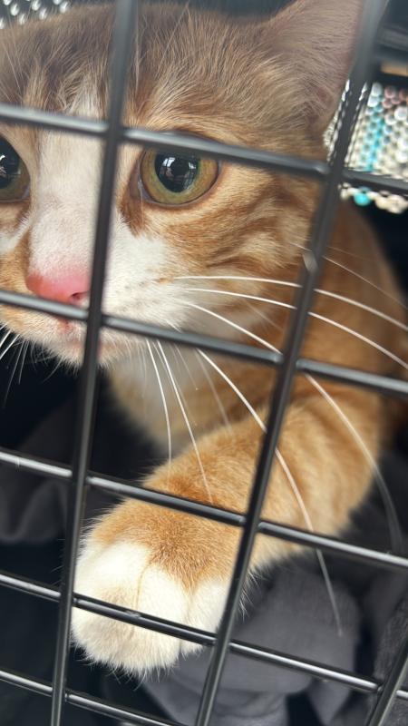 Bella