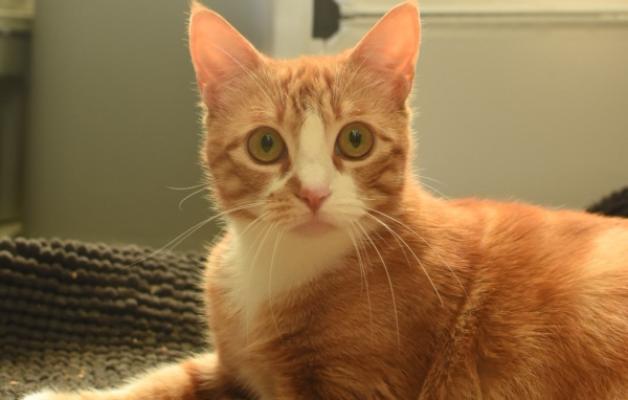 Bella