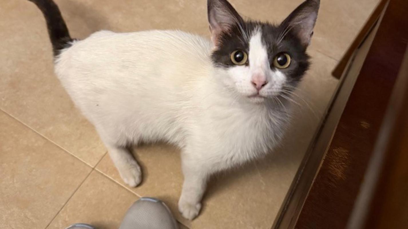 Freya