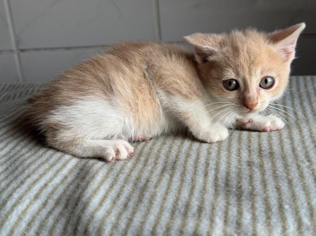 Percy