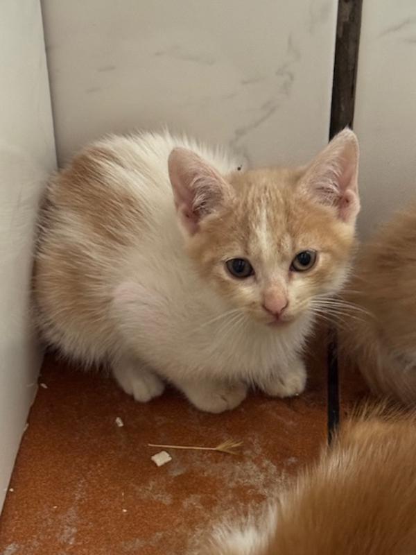 Agata