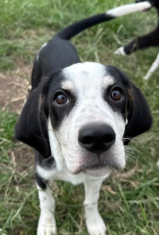 Sammy