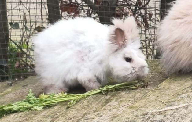 Binky