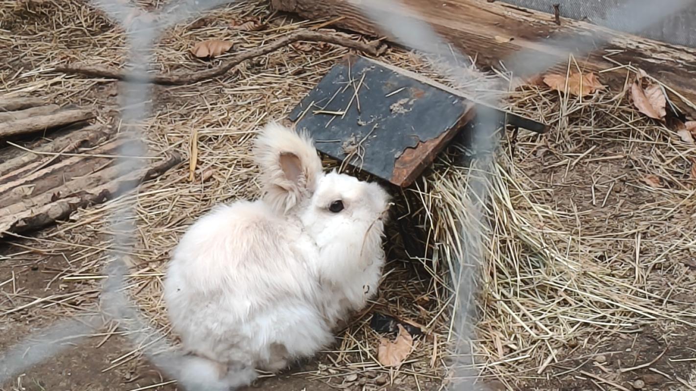 Binky