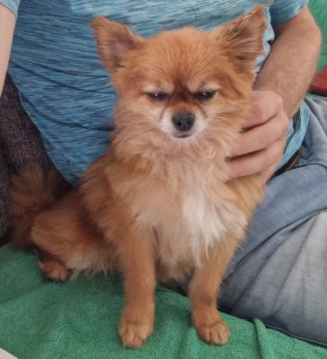 Simba