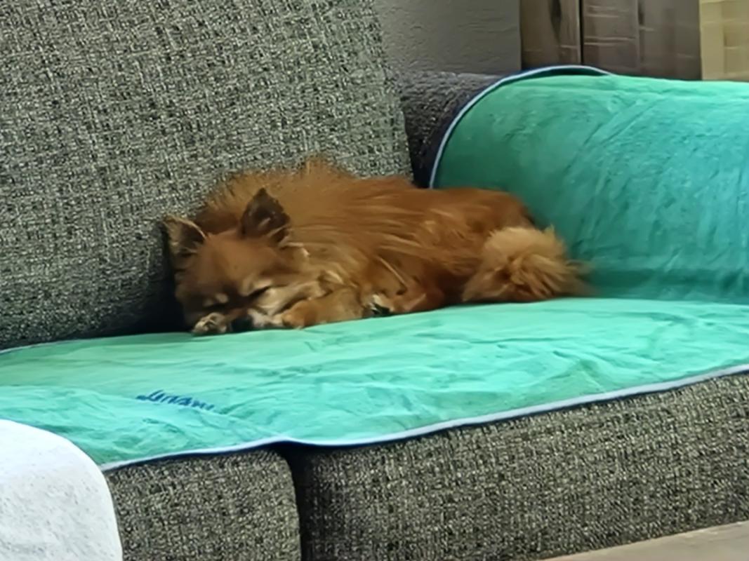 Simba