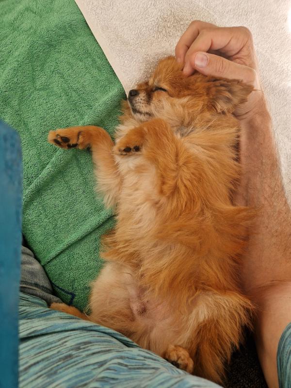 Simba