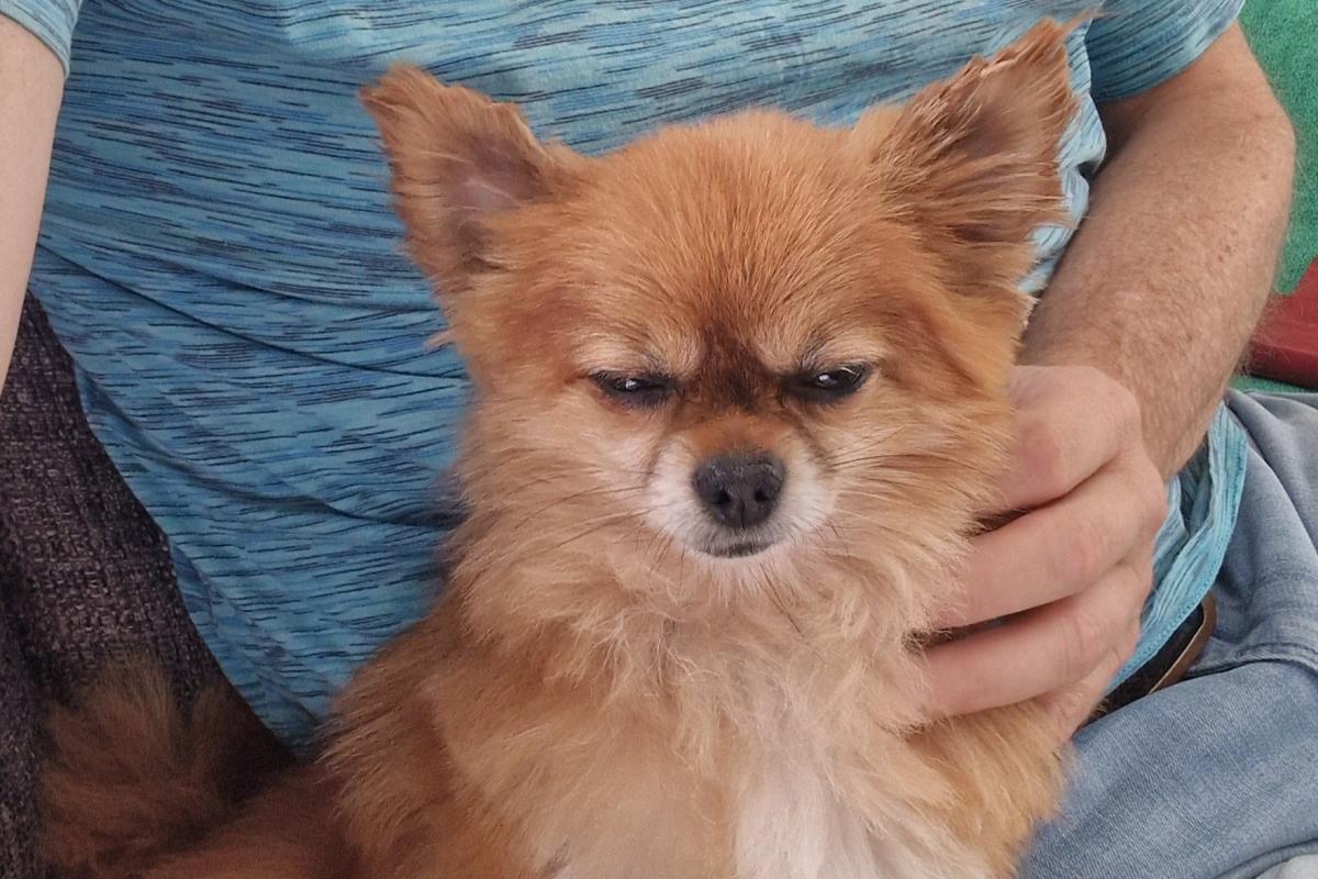 Simba