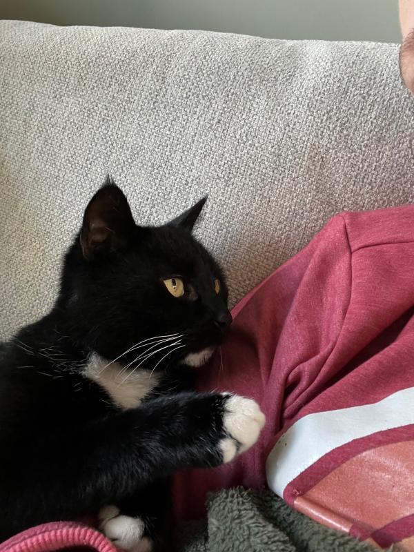 Frodo