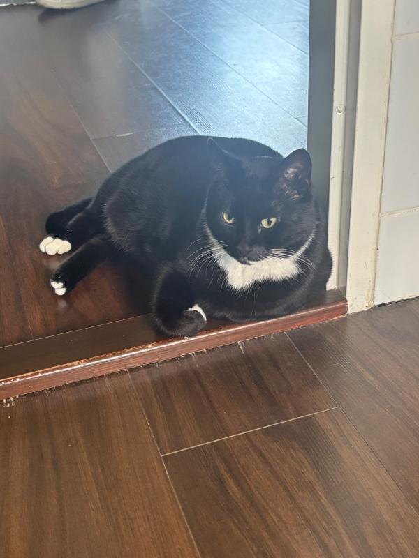 Simba