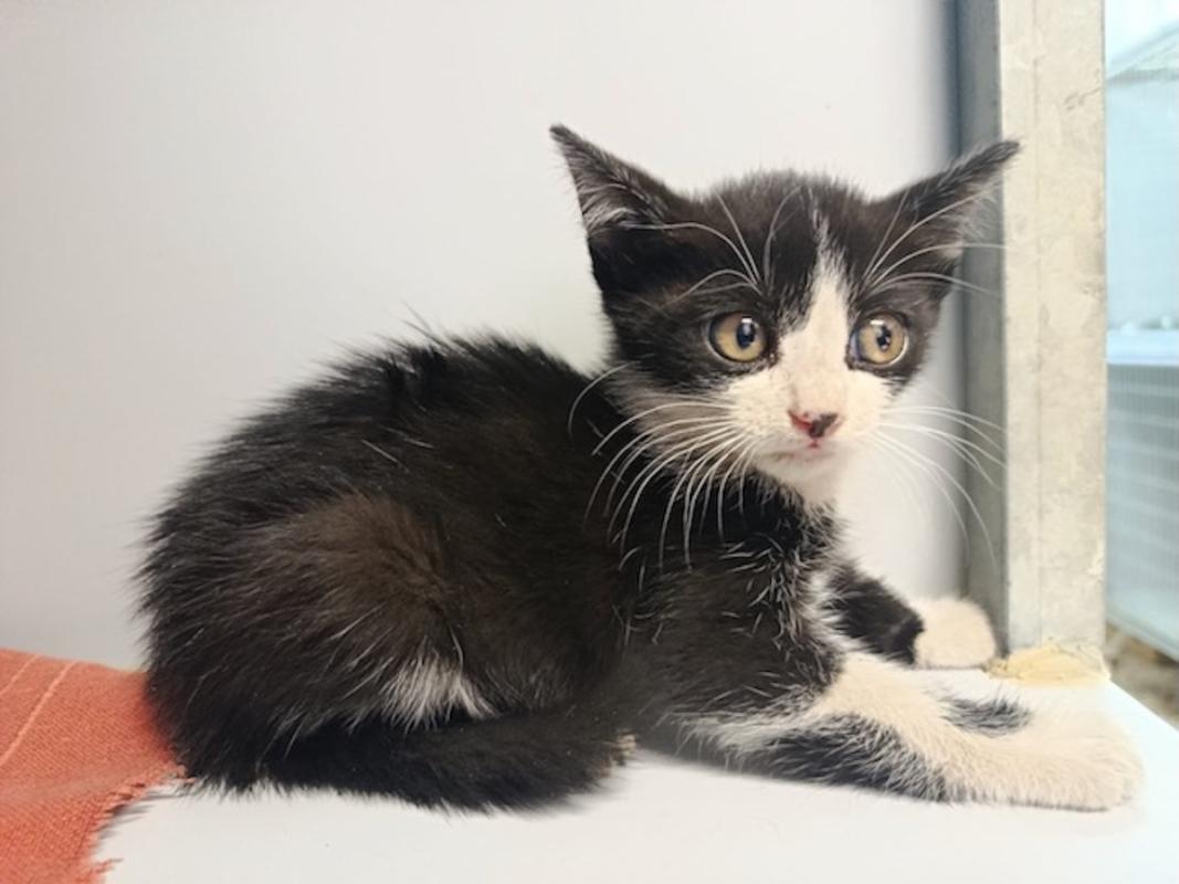 Lucia