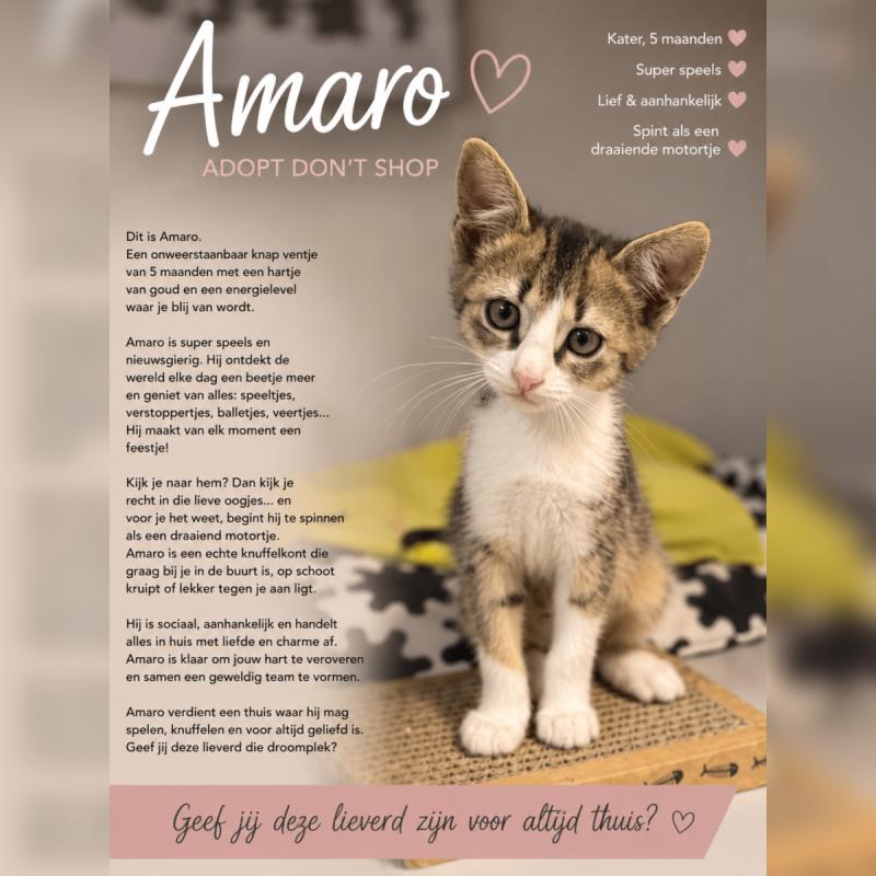 Amaro