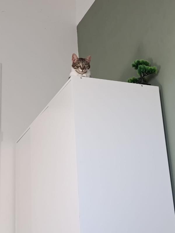 Mochi