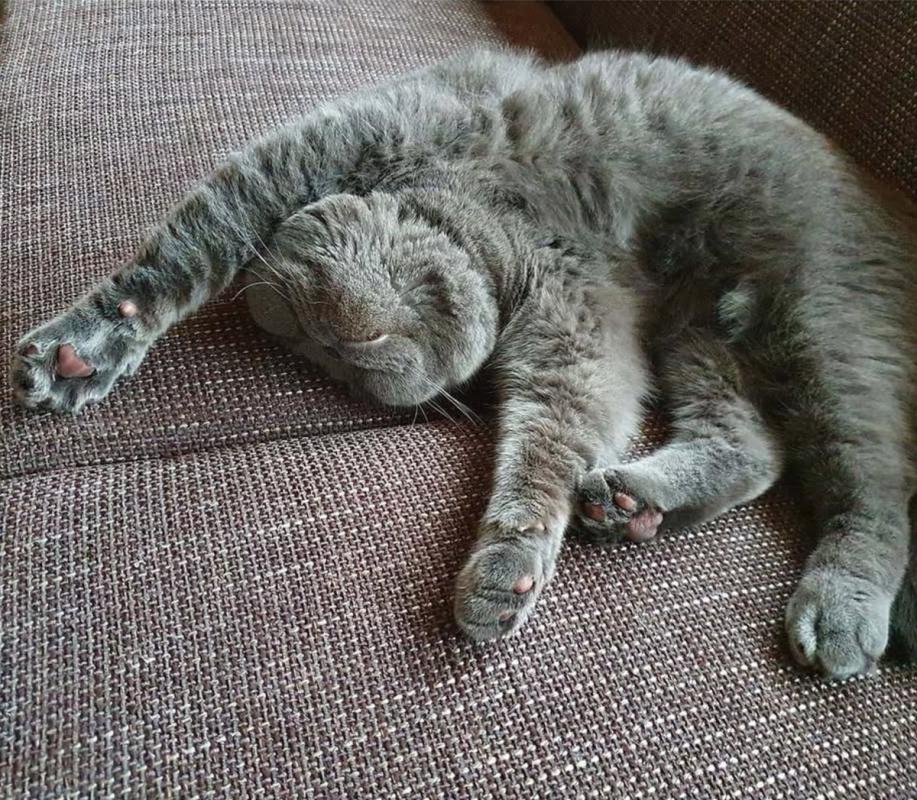 Archibald Pluis