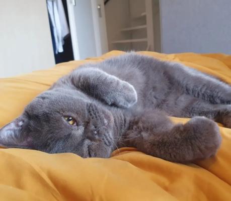 Archibald Pluis