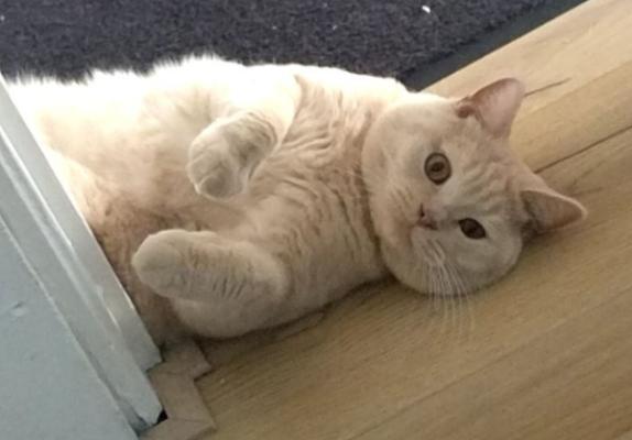 Leopold Puss