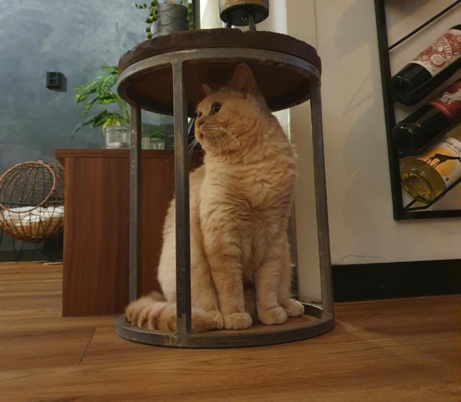Leopold Puss