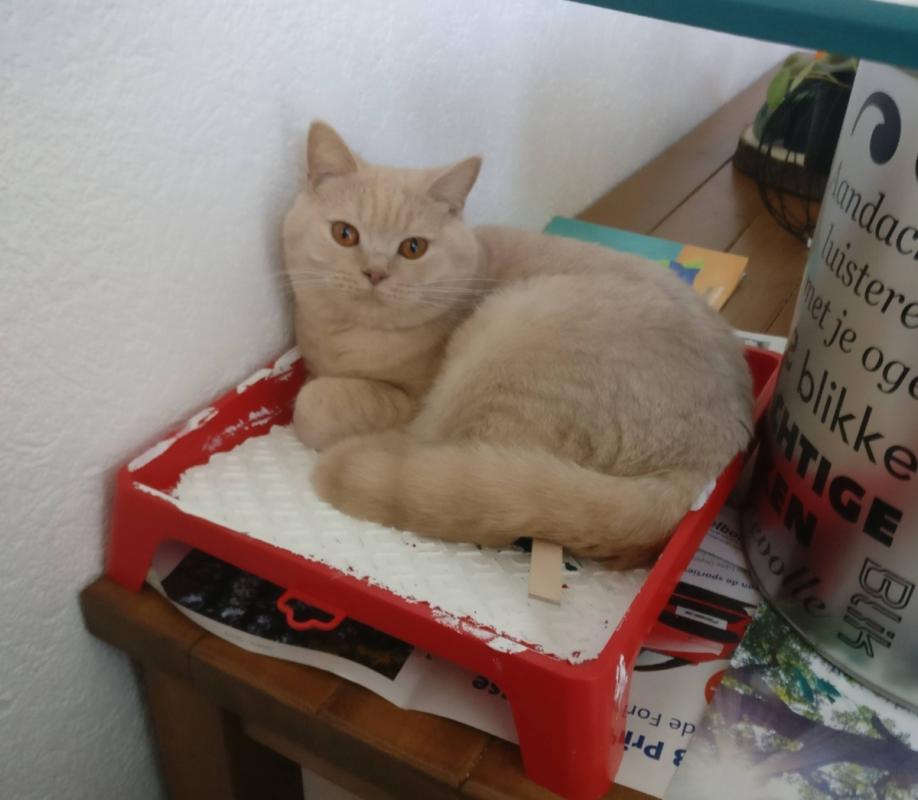 Leopold Puss