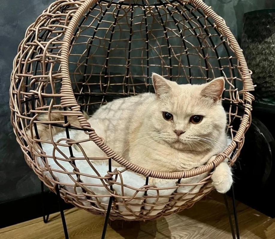 Leopold Puss