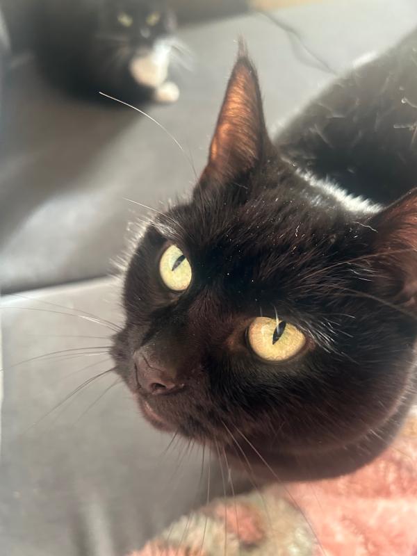 Nala
