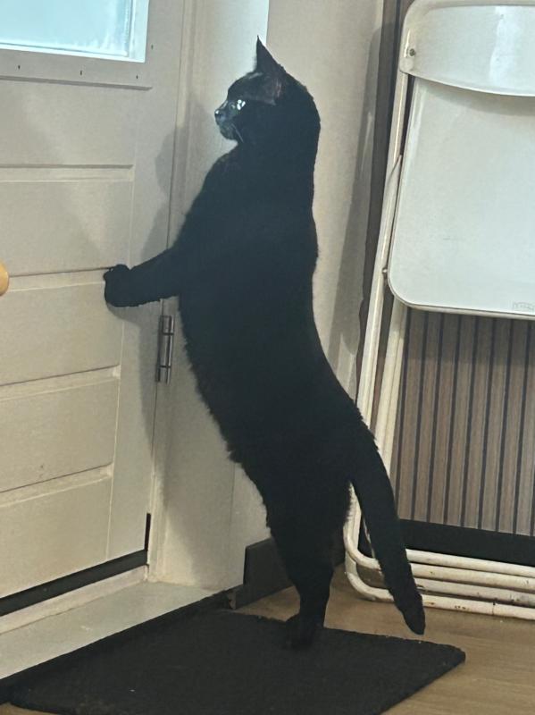 Nala