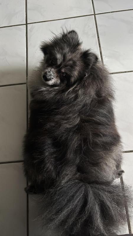 Mowgli