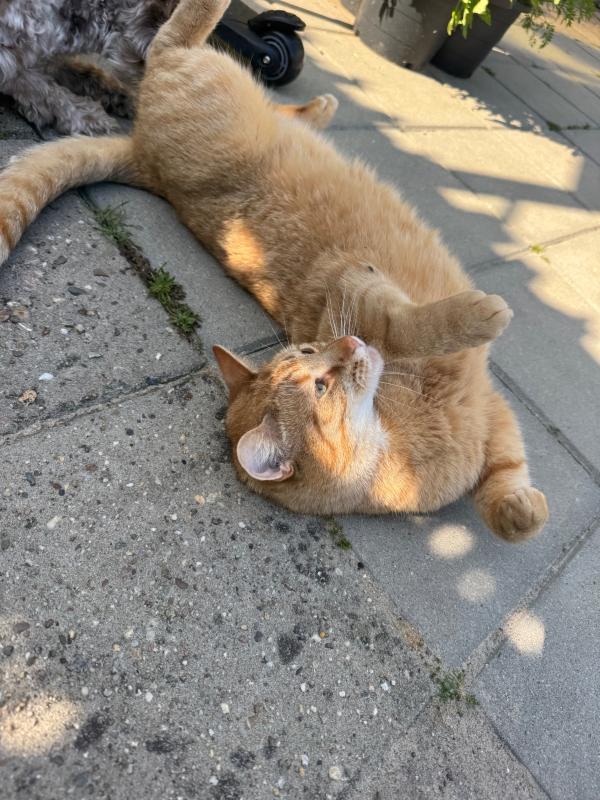 Foxy