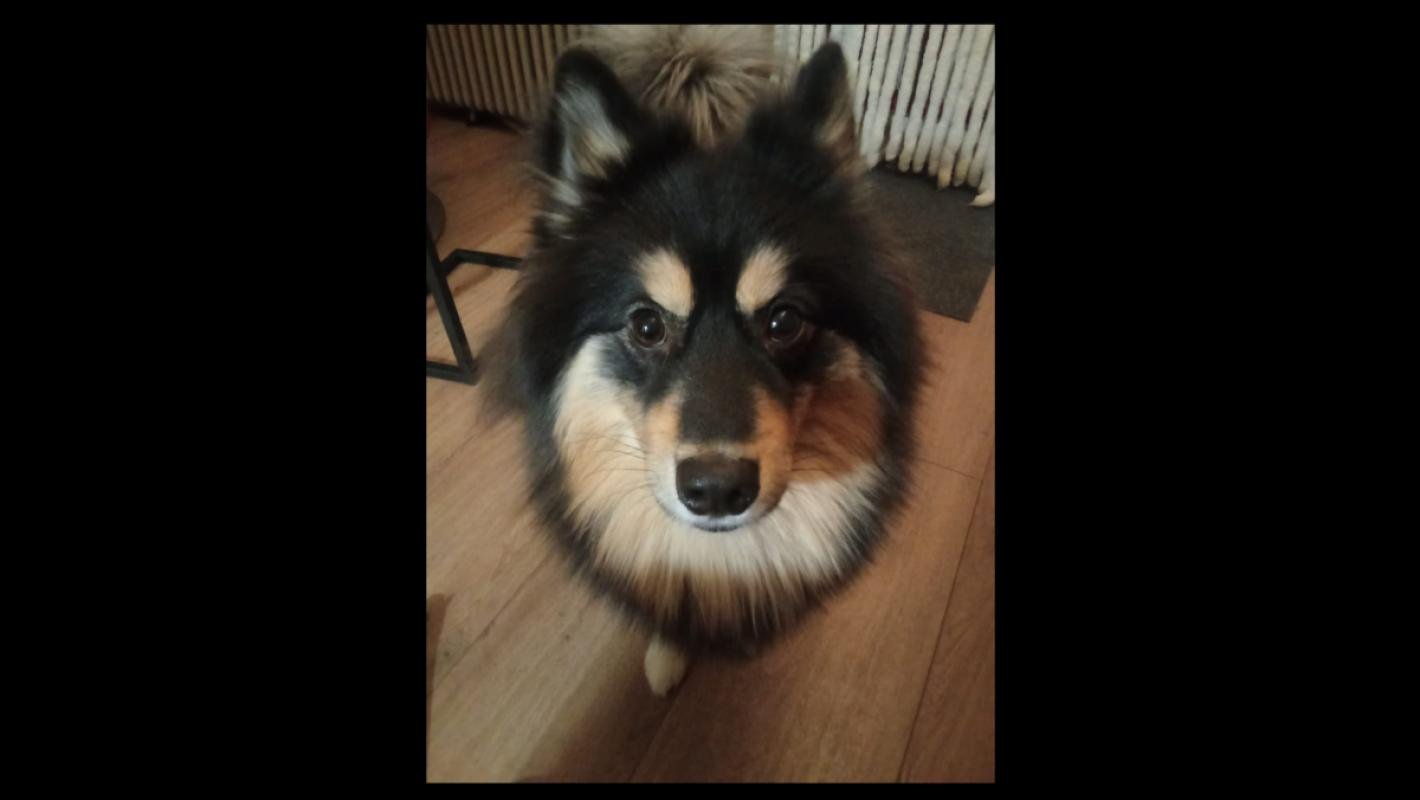 Teddy