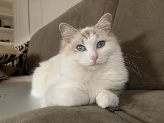 Mila