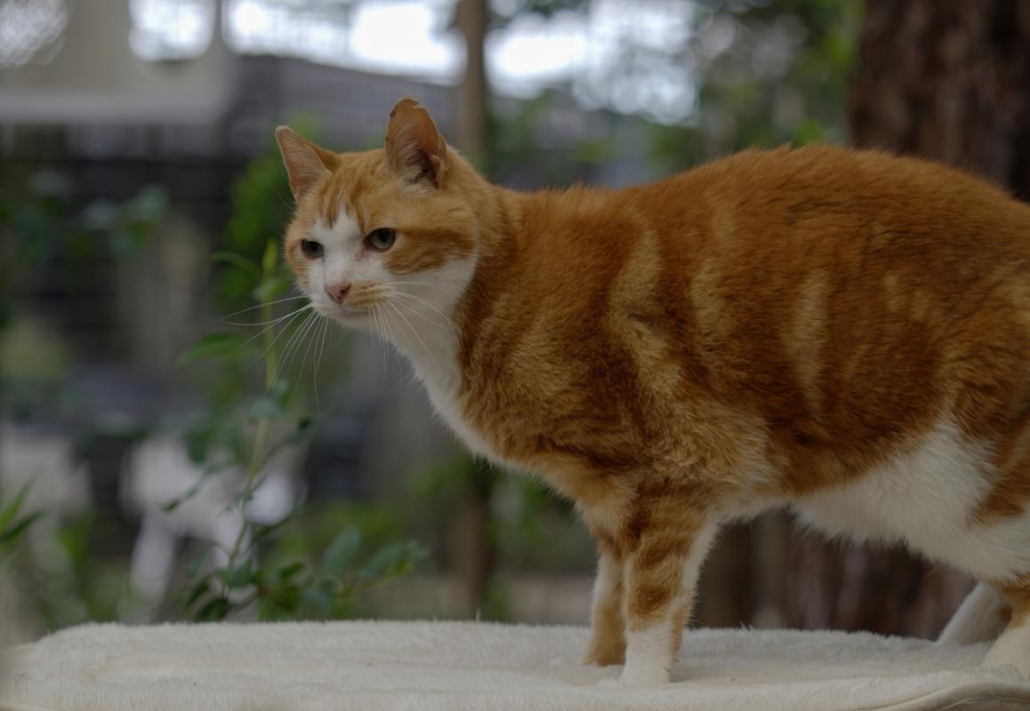 Maxi