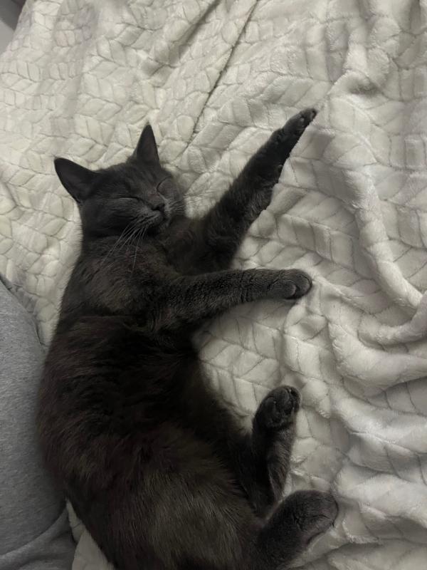 Bella
