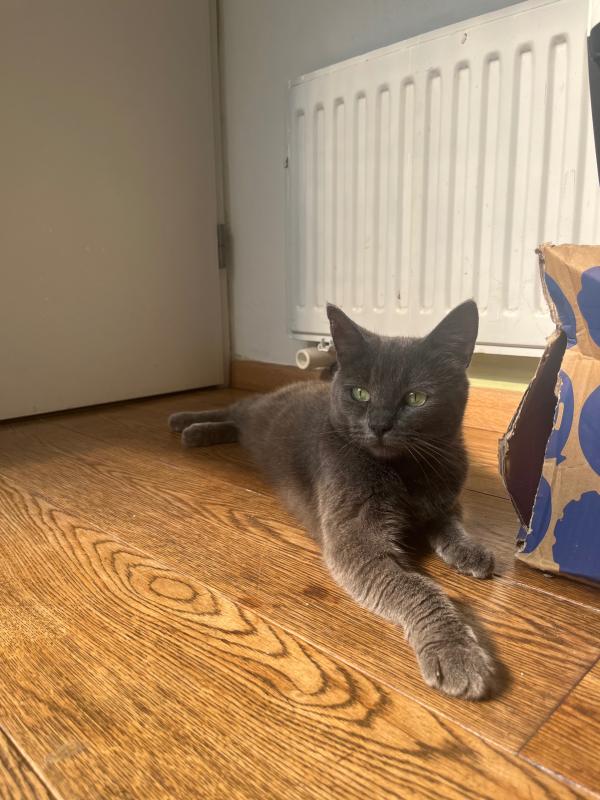 Bella
