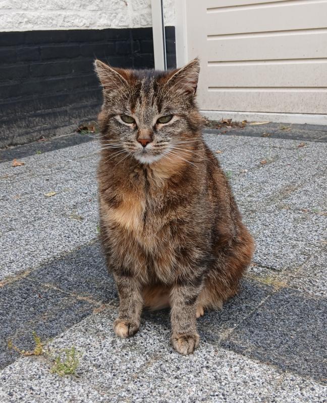 Bibi