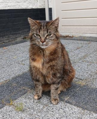 Bibi