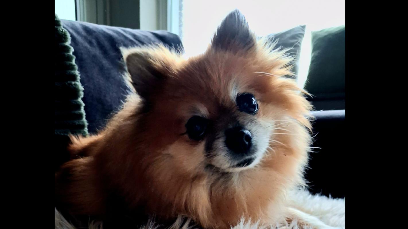 Bella