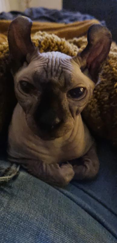 Sammie