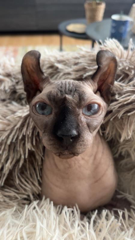 Sammie