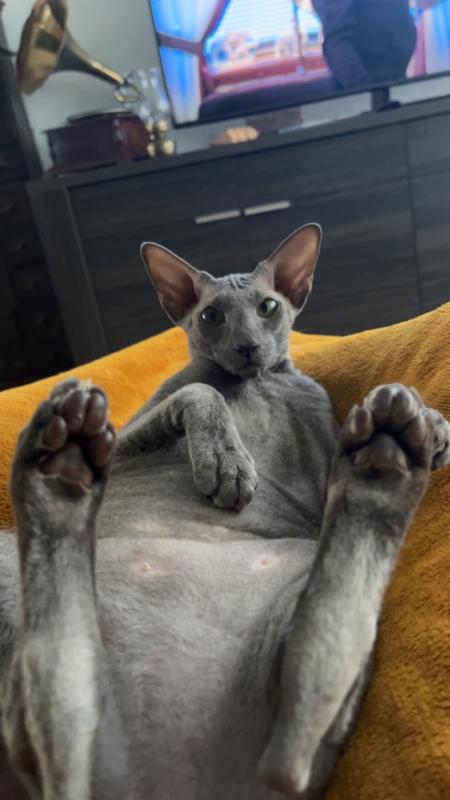 Hera