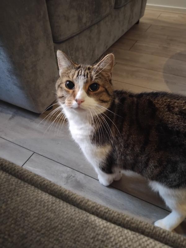 Tijger