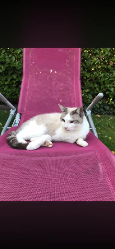 Henk