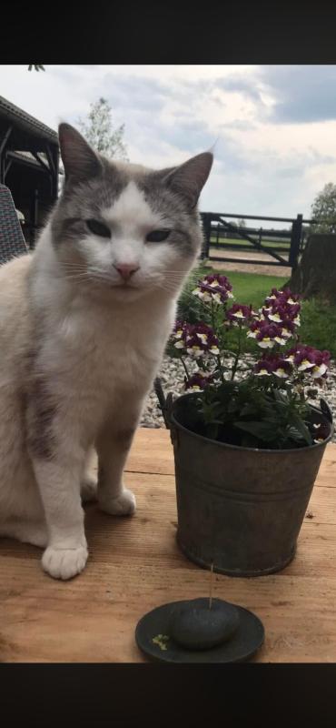 Henk