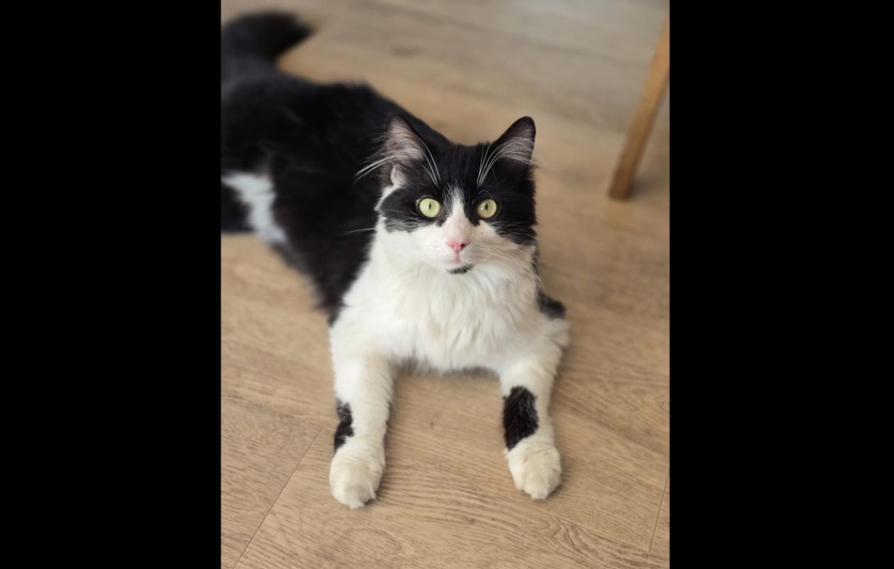 Coco