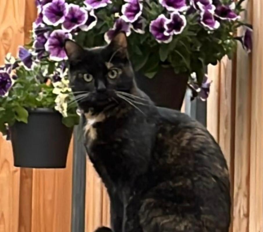 Mysti